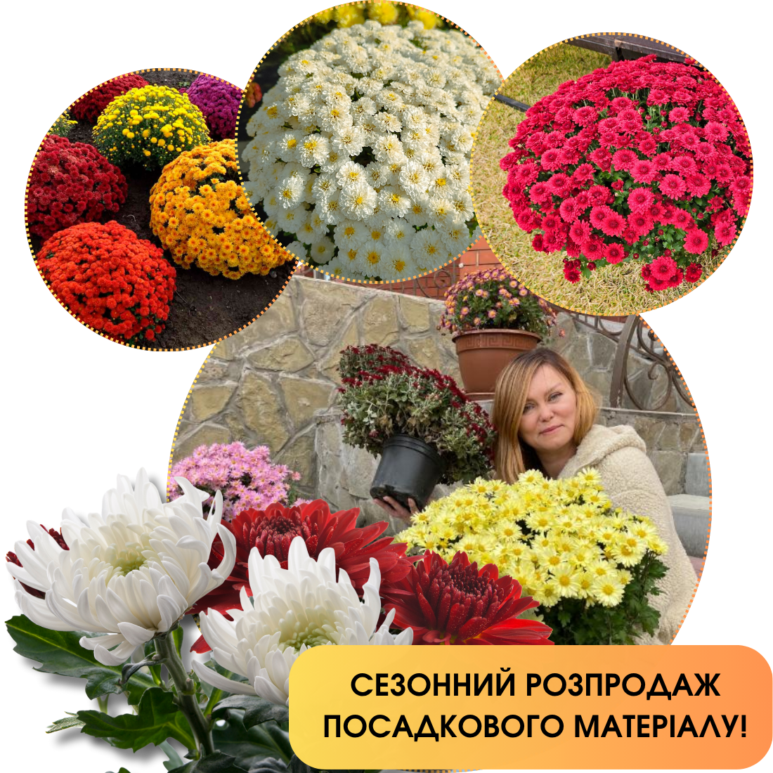 Хризантема «Адалін»