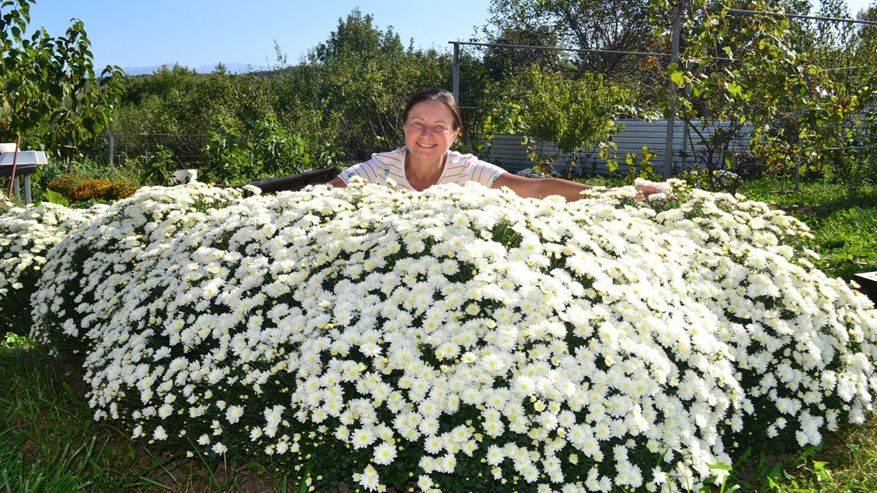 Хризантема «Адалін» в саду