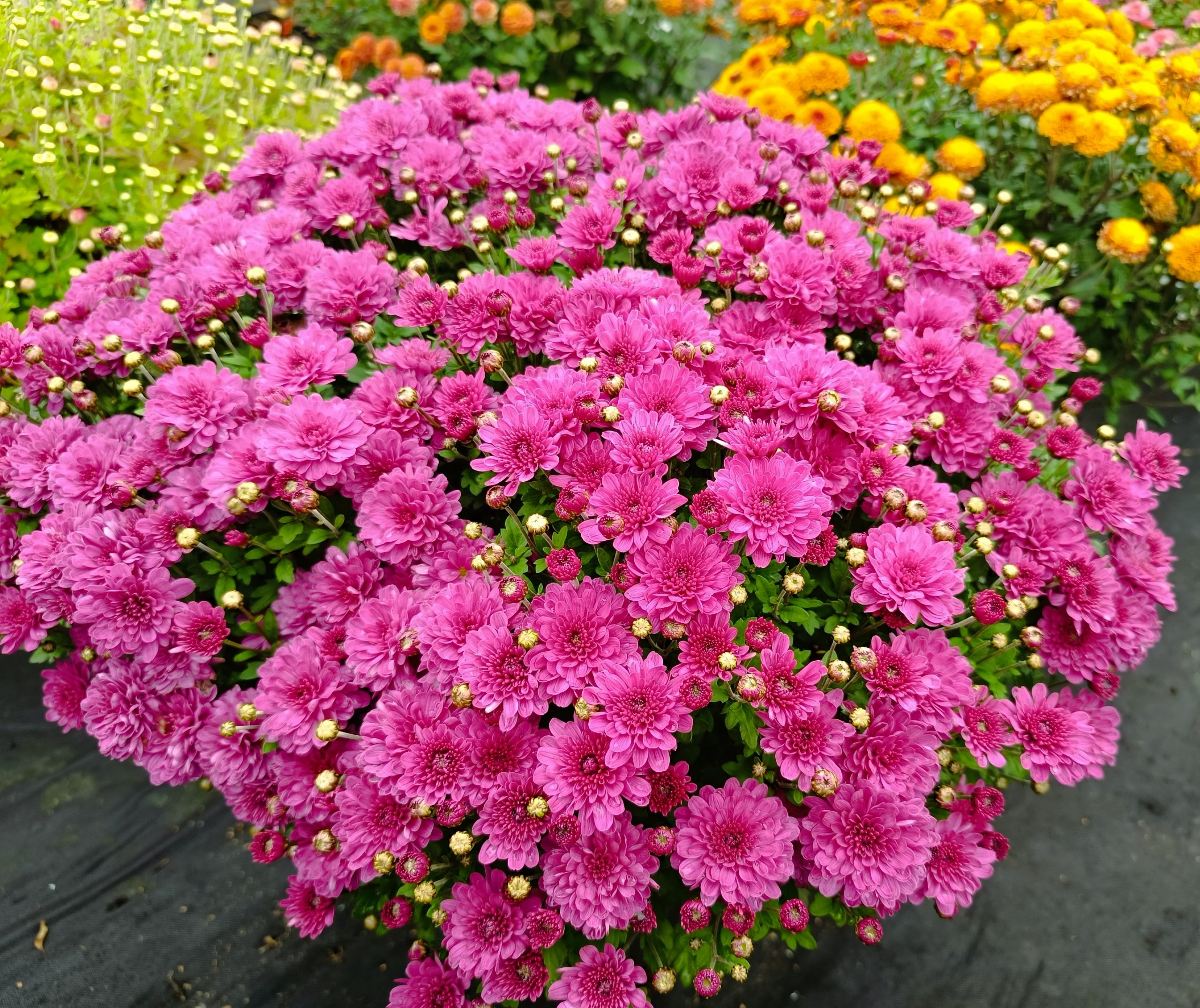 Хризантема рожева