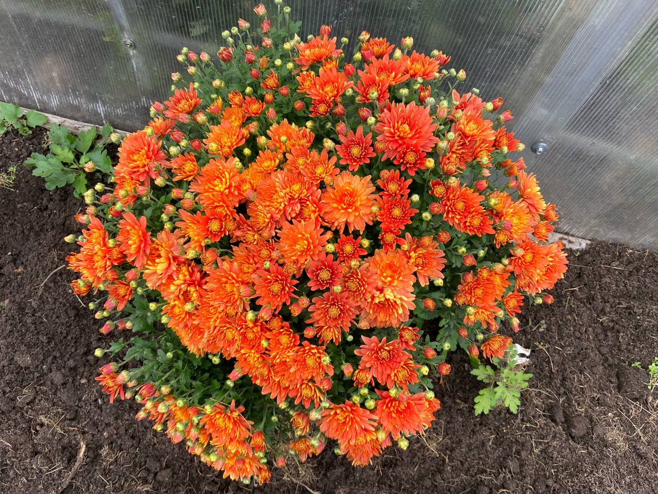 Хризантема бордова