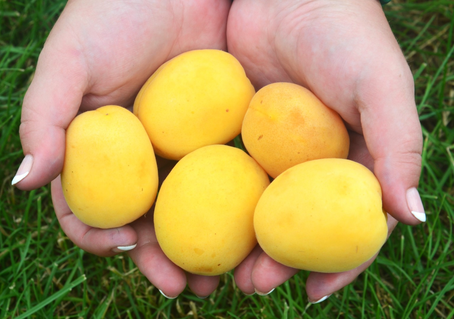 ❄ 4. Морозостійкість